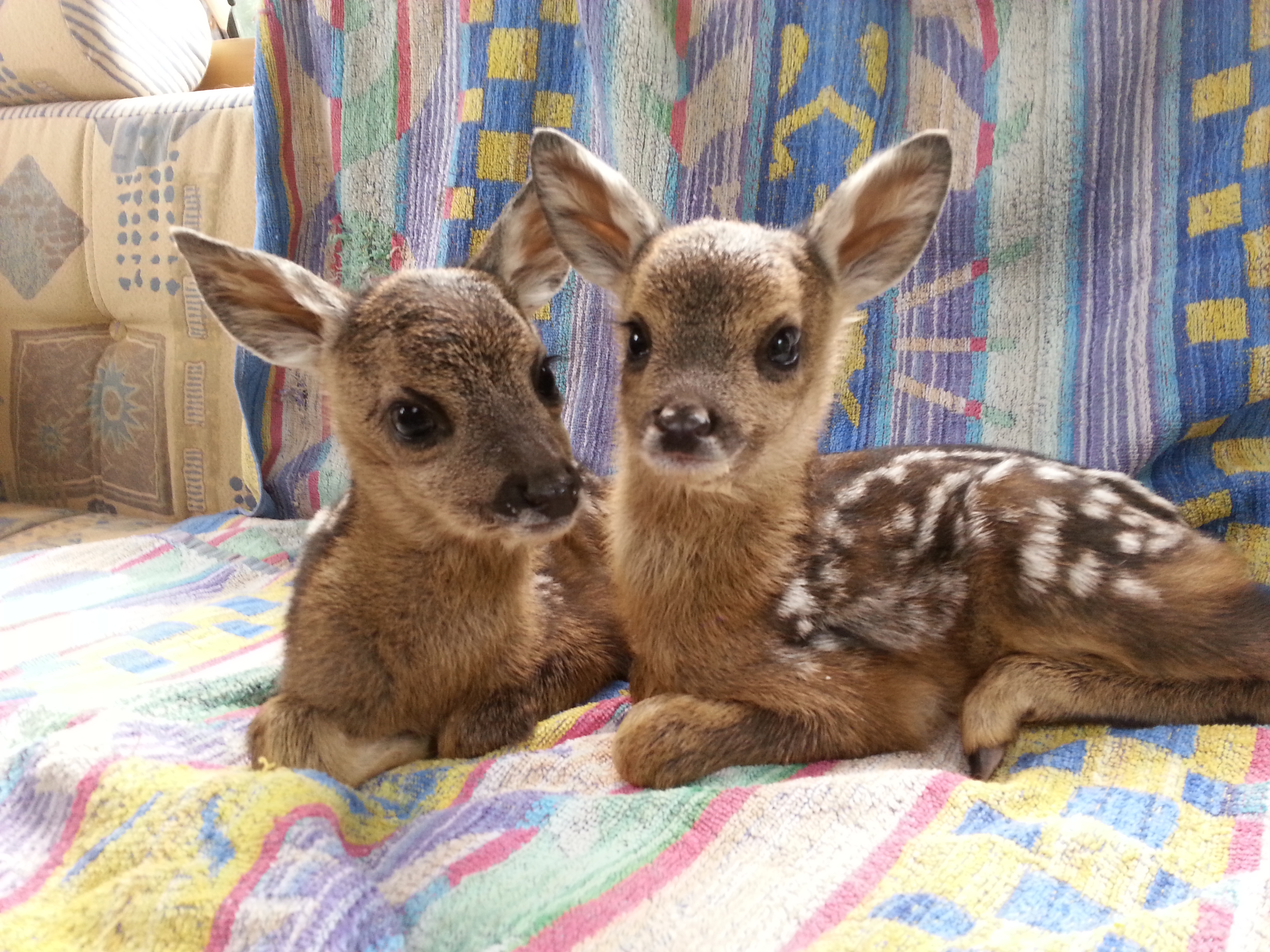 Nur wenige Tage alt und schon Waisen - auch in diesem Sommer haben wir bereits mehrere Bambis, die unsere Hilfe brauchen.